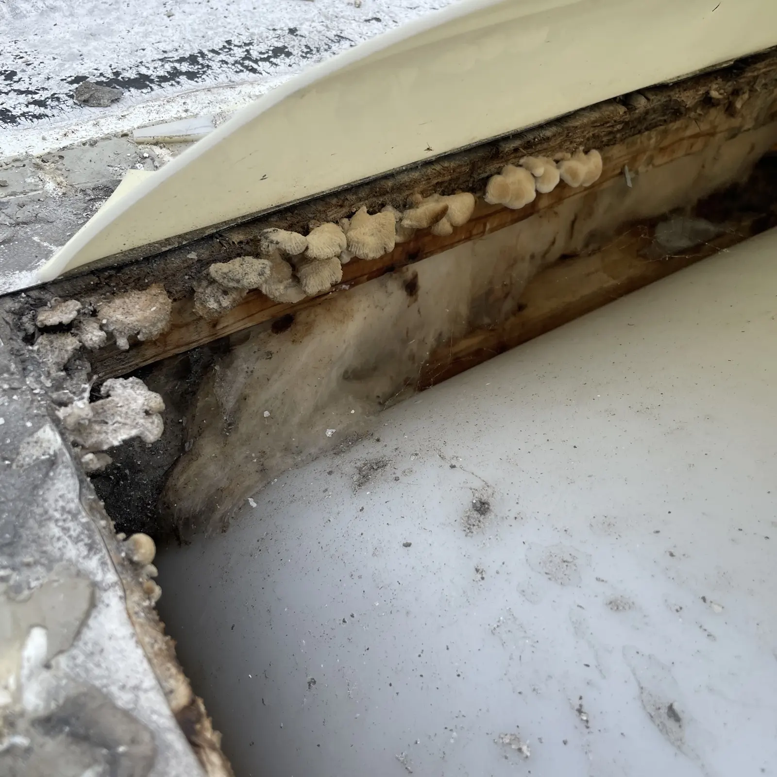 Fungus and wet wood in the framing around an RV roof hatch opening